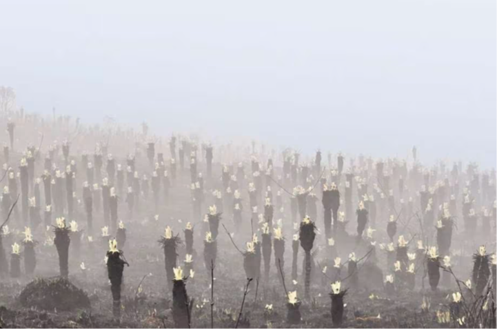 Milagro en el páramo de Berlín: los frailejones se recuperan tras devastador incendio