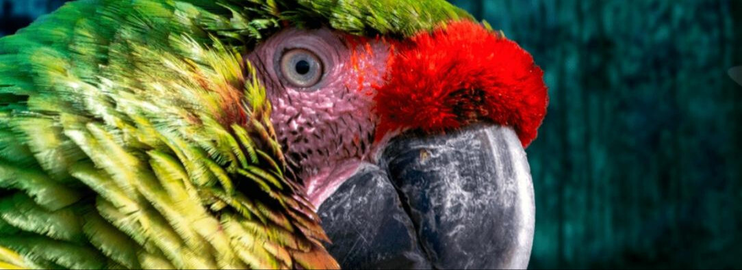 ¿Cuándo es la COP16 en Colombia?